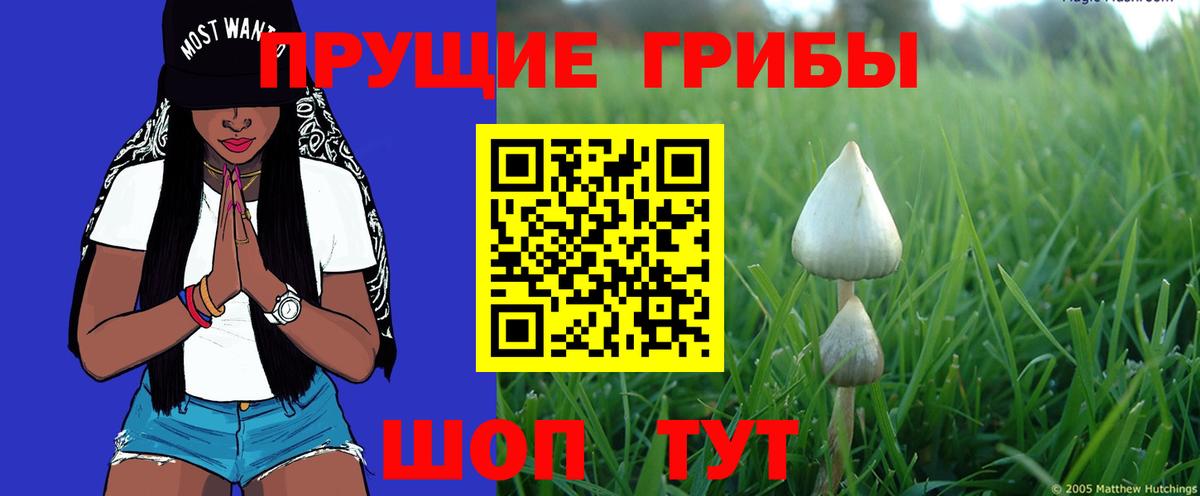 Нижнекамск  Псилоцибиновые грибы прущие грибы  Вход с VPN 